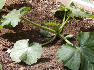 Zucchini plant 5 weeks after planting